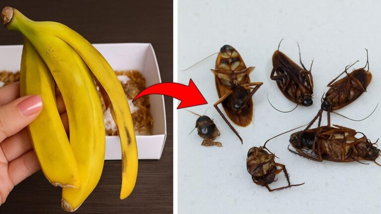 Cette astuce simple élimine les cafards en un rien de temps…