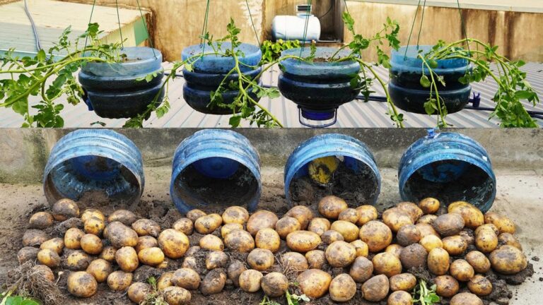 Une vieille astuce pour cultiver des pommes de terre comme jamais auparavant…