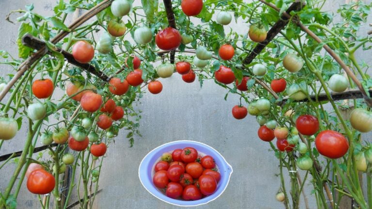 Cette méthode surprenante transforme vos graines de tomates en récoltes abondantes…