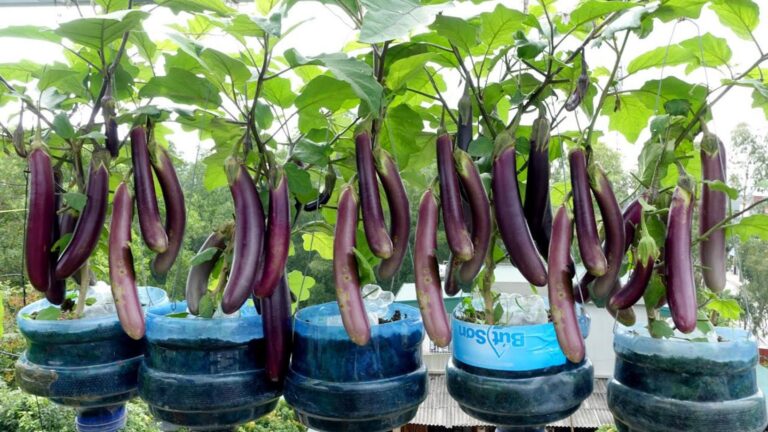 Cette méthode simple transforme des bouteilles en plastiques en récoltes d’aubergines étonnantes…
