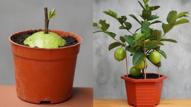 Cette astuce simple vous permettra d’obtenir des goyaviers luxuriants chez vous…
