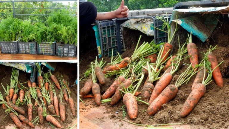 Cette astuce simple pour cultiver des carottes sur votre terrasse va vous étonner…