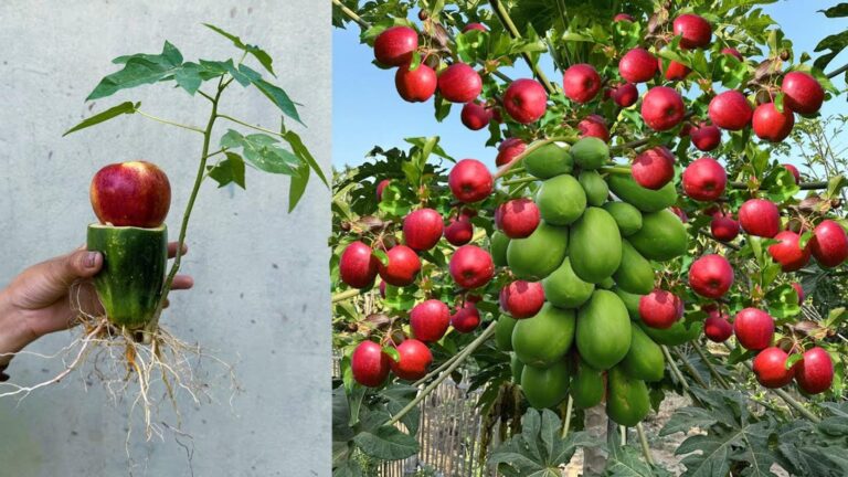 Cette technique surprenante fait grandir papaye et pomme sur un même arbre…