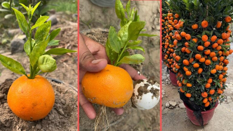 Cette astuce surprenante transforme des oranges en arbres fruitiers… à essayer d&rsquo;urgence !