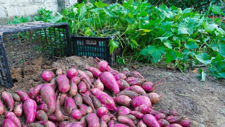 Cette méthode simple transforme vos tubercules en récoltes de patates douces énormes…