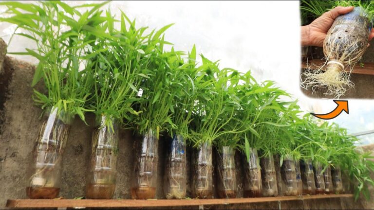 Cette technique surprenante transforme des bouteilles en légumes frais…