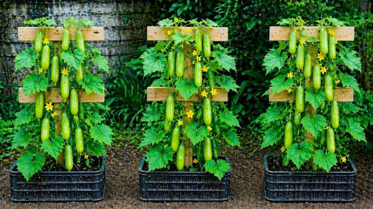 Cette astuce ingénieuse pour cultiver des concombres va transformer votre petit espace…