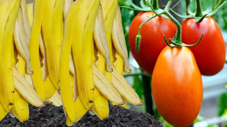 Cette astuce oubliée transforme les peaux de banane en un engrais miracle…