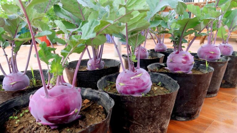 Une idée toute simple pour cultiver du kohlrabi violet savoureux chez soi…