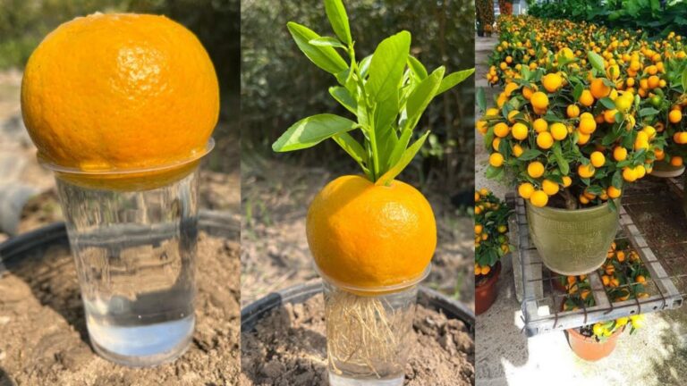 Cette astuce méconnue fait pousser des orangers chez vous…