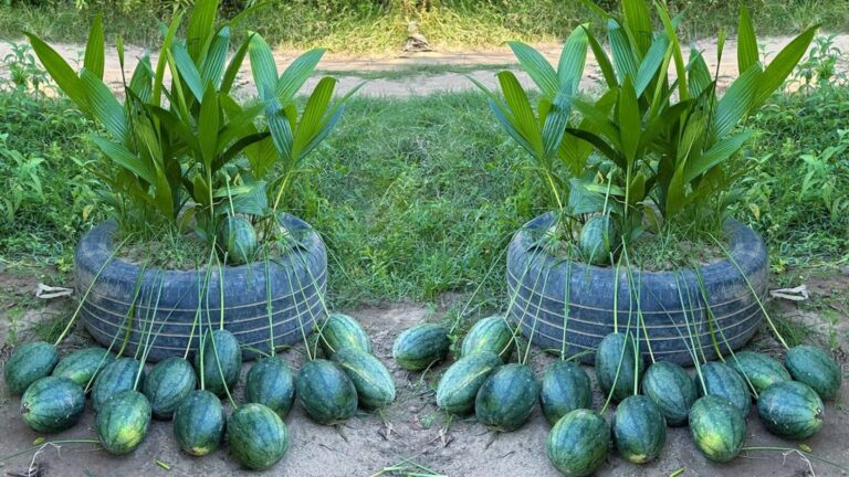 Cette astuce insoupçonnée pour faire pousser des pastèques va changer votre jardin…