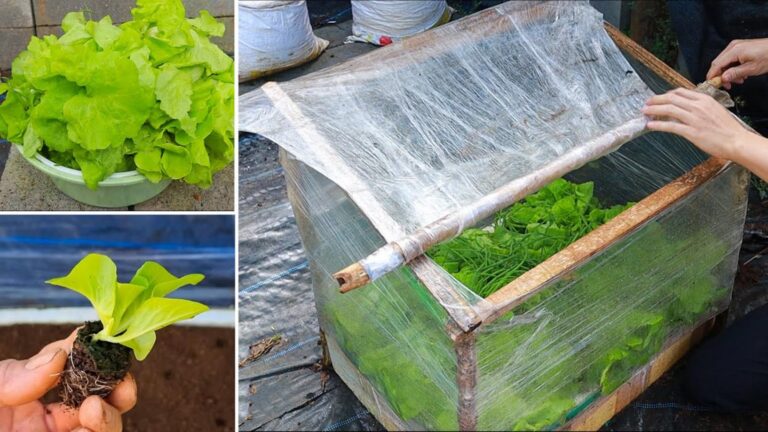 Cette astuce de récup transformera votre cuisine en mini serre pour vos légumes…