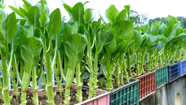 Cette astuce simple transforme votre petit espace en jardin potager débordant de saveurs…