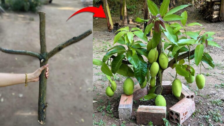 Cette astuce surprenante avec l&rsquo;aloe vera fait mûrir vos manguiers en un rien de temps…
