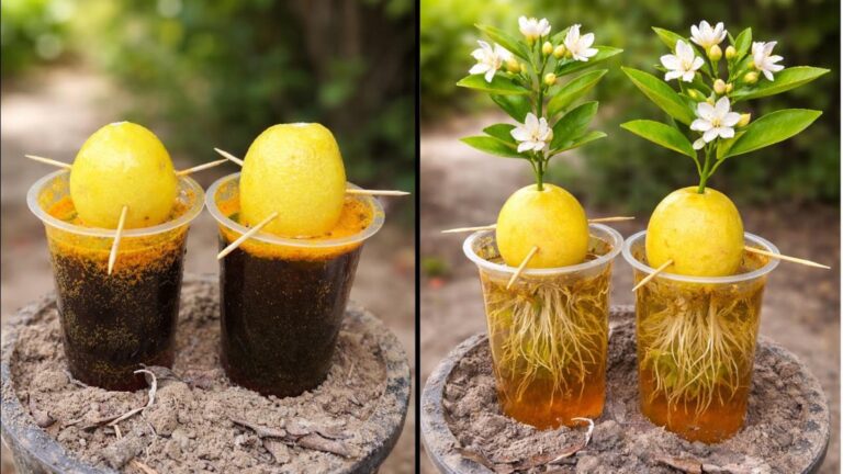 Cette méthode inédite transforme un citron en plante d&rsquo;intérieur fascinante…