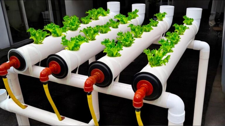 Cette technique méconnue pour l&rsquo;hydroponie va transformer votre potager en un vrai jardin d&rsquo;Eden…