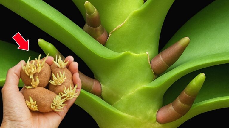 Transformez votre orchidée sans fleurs : 5 conseils pour la faire fleurir !
