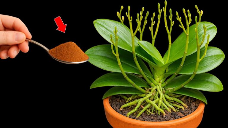 Boostez vos orchids : 5 astuces pour des fleurs éclatantes et durables !