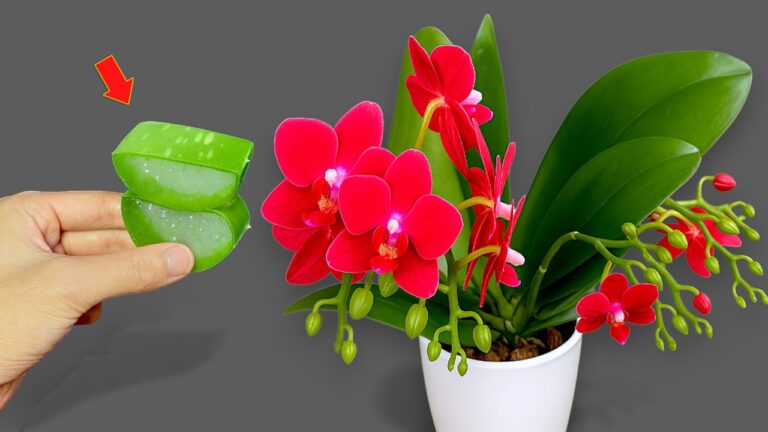 100 racines d&rsquo;orchidées : 4 saisons de fleurs à portée de main !