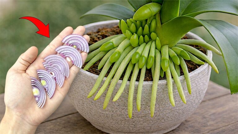 Boostez vos orchidées : 1 astuce pour +500% de tiges florales en un mois !