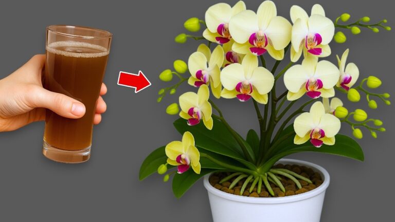 5 astuces pour faire fleurir vos orchidées chaque semaine ! 🌸✨