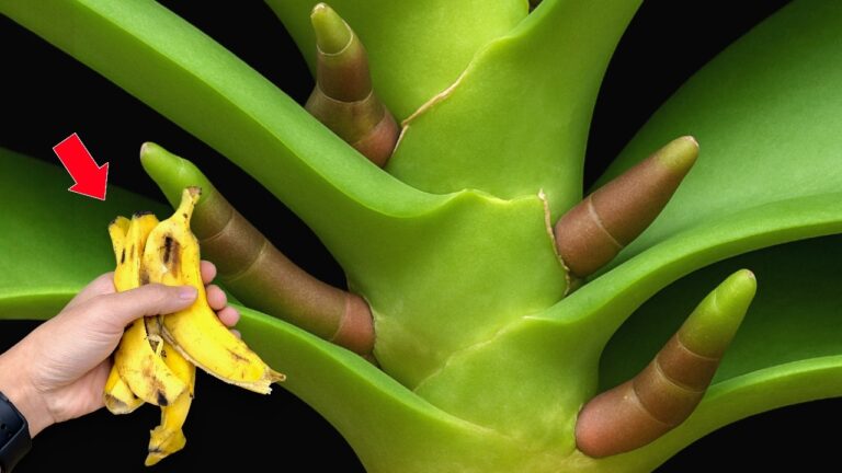 Faites fleurir vos orchidées pendant 3 mois avec ces 5 astuces indispensables !