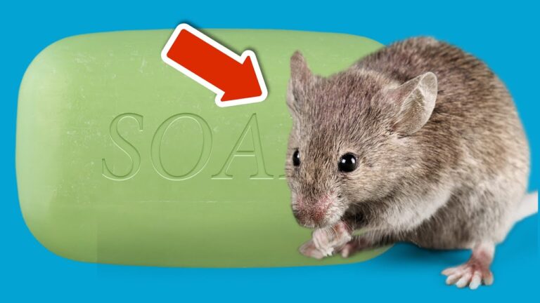Dites adieu aux souris : 5 astuces infaillibles pour les éloigner définitivement !