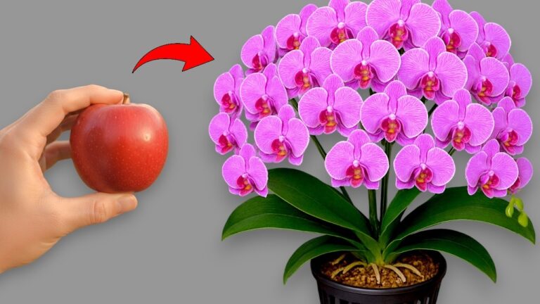 Une explosion : 5 leçons inattendues tirées de mon jardin d&rsquo;orchidées🌸
