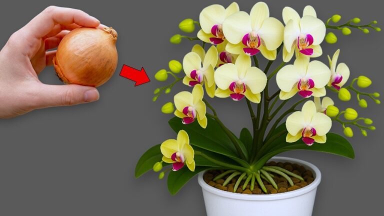 Faites fleurir vos orchidées toute l&rsquo;année avec 1 oignon !