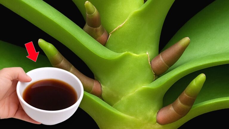 Découvrez comment 1 tasse par semaine fait fleurir 1001 racines d&rsquo;orchidées !