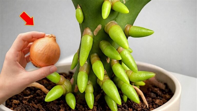 Faites fleurir vos orchidées toute l&rsquo;année en 1 application facile !