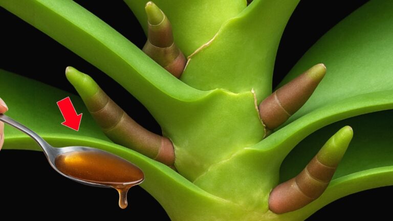 5 astuces magiques pour faire pousser vos orchidées rapidement et facilement !