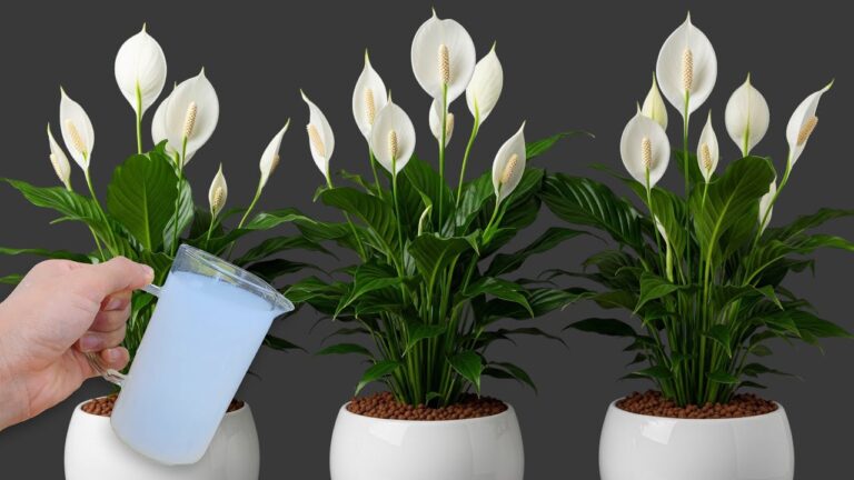 Faites fleurir votre intérieur : 1 tasse par semaine pour une beauté éternelle !