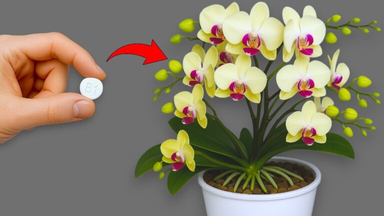 Boostez vos orchidées : 5 astuces pour des racines robustes et des fleurs éclatantes !