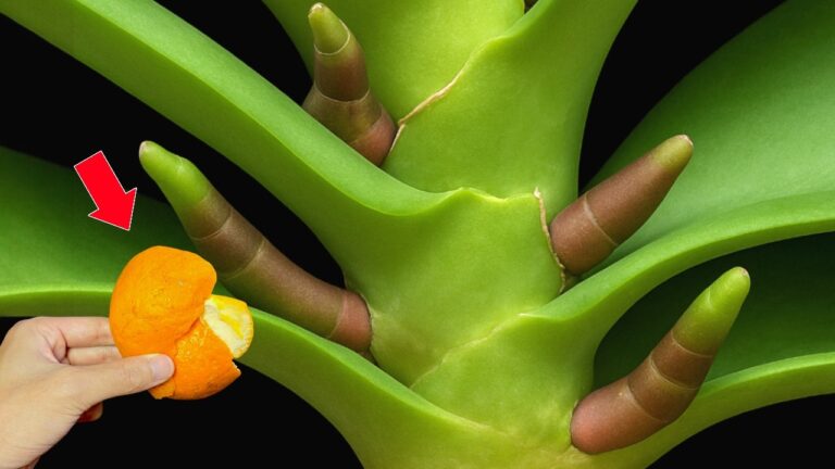 1 fruit miracle pour des orchidées qui fleurissent toute l&rsquo;année !
