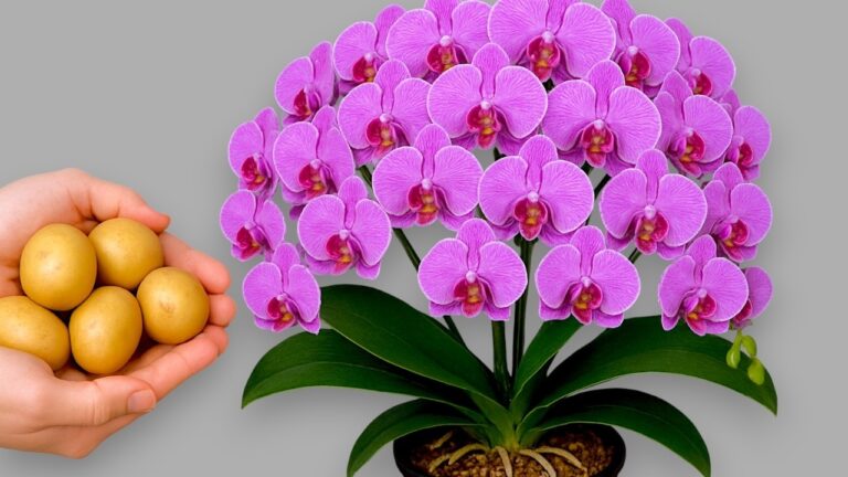 1001 racines pour des orchidées éclatantes : découvrez le secret de leur floraison !