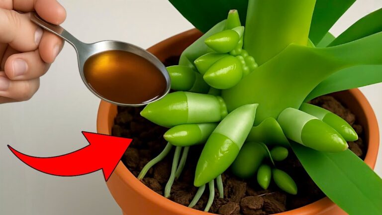 1 cuillère par semaine : 5 astuces pour faire fleurir vos orchidées toute l&rsquo;année !