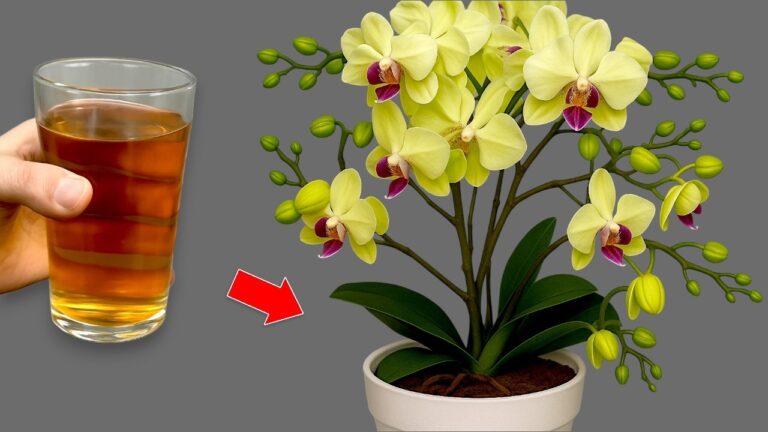 Faites fleurir vos orchidées toute l&rsquo;année avec ces 5 astuces simples !