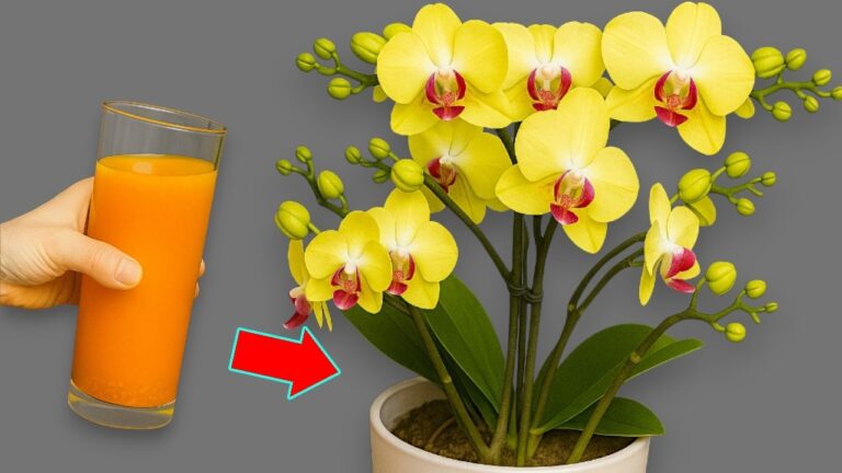 1 tasse par mois : 5 astuces pour faire fleurir vos plantes tout l&rsquo;année !