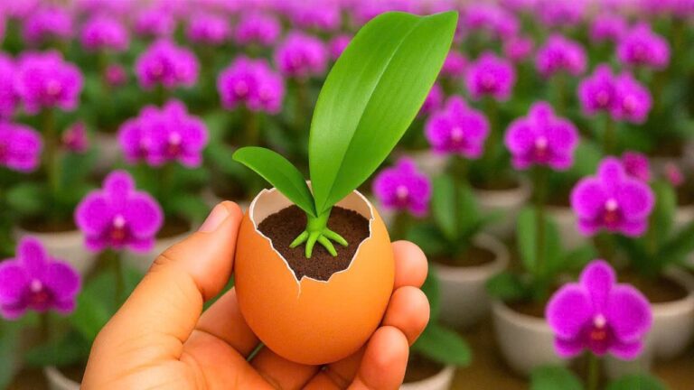 Libérez votre orchidée : 1 œuf pour une croissance explosive en 1 mois !