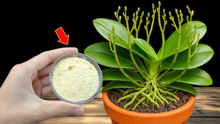 Faites fleurir votre orchidée : 100 branches en un clin d&rsquo;œil !
