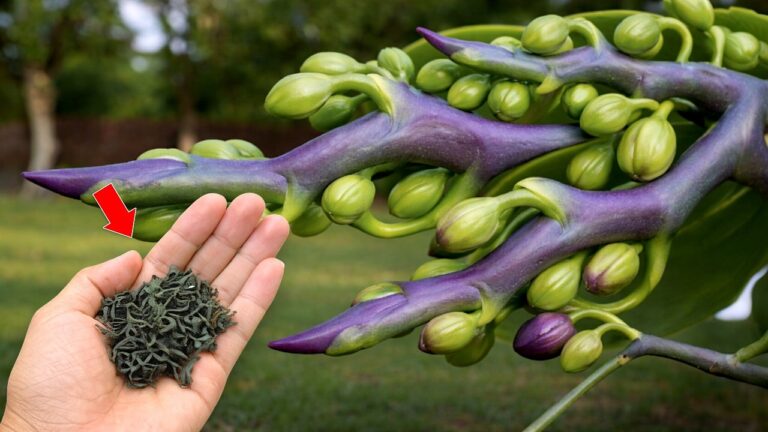 5 astuces pour faire fleurir vos orchidées en un clin d&rsquo;œil !