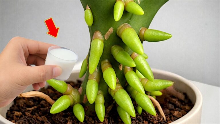1001 fleurs : le secret pour faire fleurir vos orchidées instantanément !