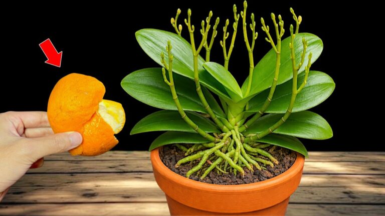 5 astuces pour faire fleurir vos orchidées en un mois !