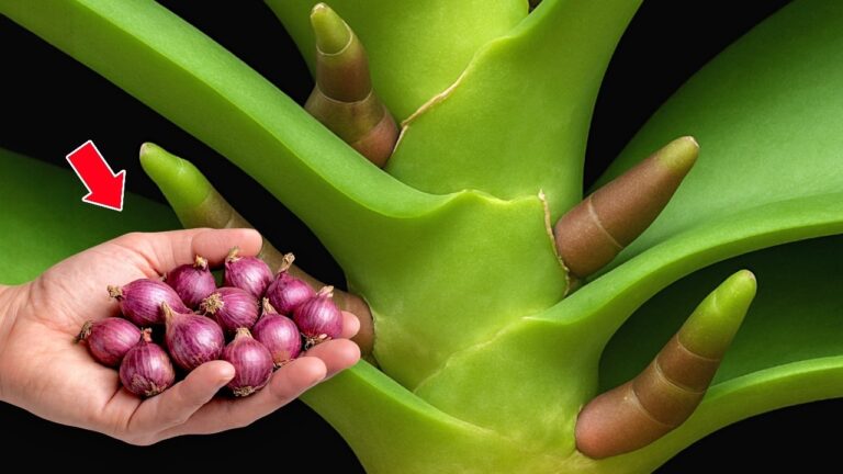 100 racines d&rsquo;orchidées en 1 astuce : découvrez comment les faire fleurir abondamment !