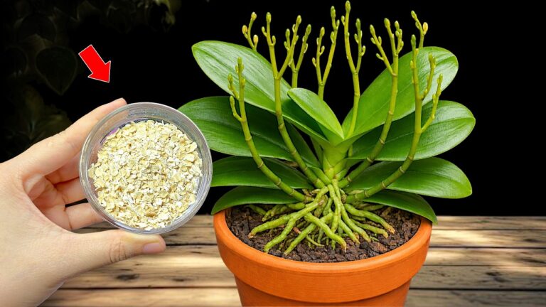 3 astuces pour faire fleurir vos orchidées toute l&rsquo;année et multiplier les racines !