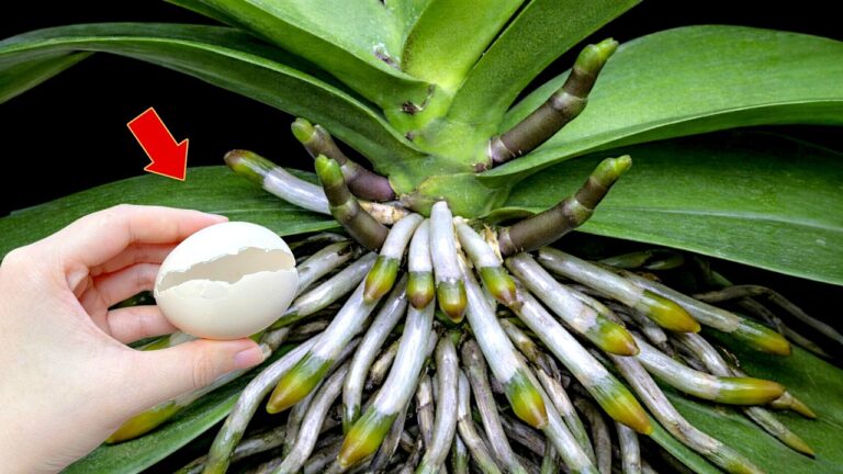 Faites fleurir 7 astuces magiques pour vos orchidées et profitez d&rsquo;une explosion de fleurs !