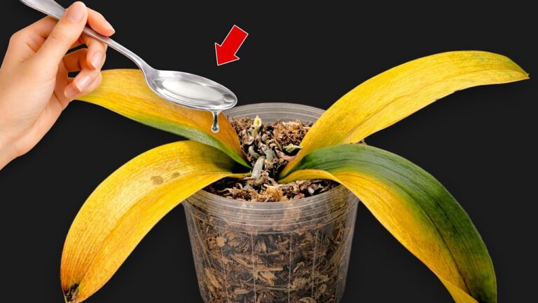 5 astuces pour faire fleurir vos orchidées comme jamais!