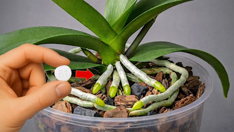 Faites fleurir votre orchidée en 5 étapes simples et regardez-la s&rsquo;épanouir !