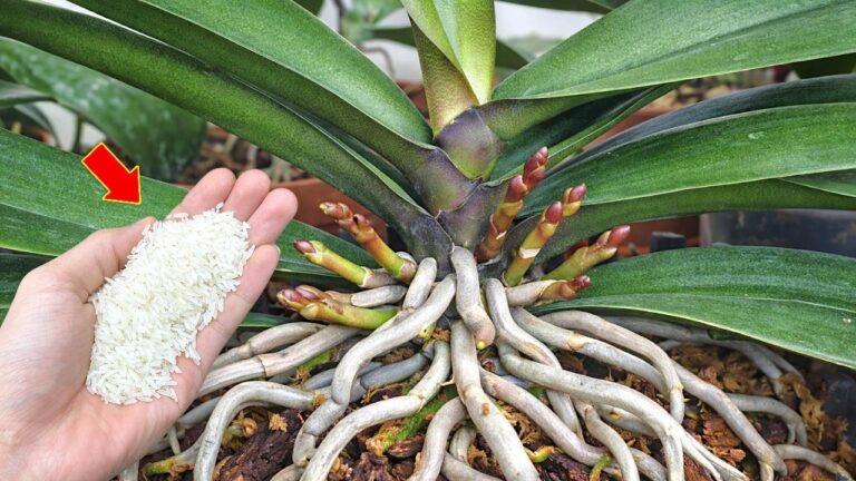 Faites fleurir vos orchidées 500% mieux avec 1 tranche par semaine !